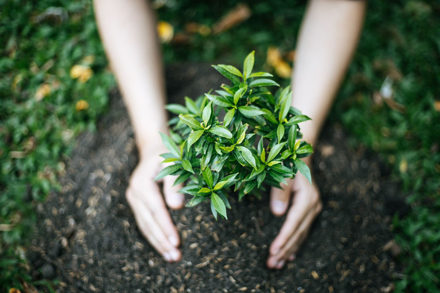 Hands Planting a Tree